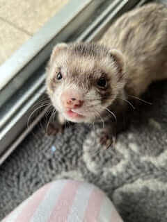 Close-up of a playful ferret looking up curiously in an Australian home