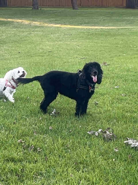 Two dogs playing on a grassy field, a white dog and a black dog having fun outdoors.