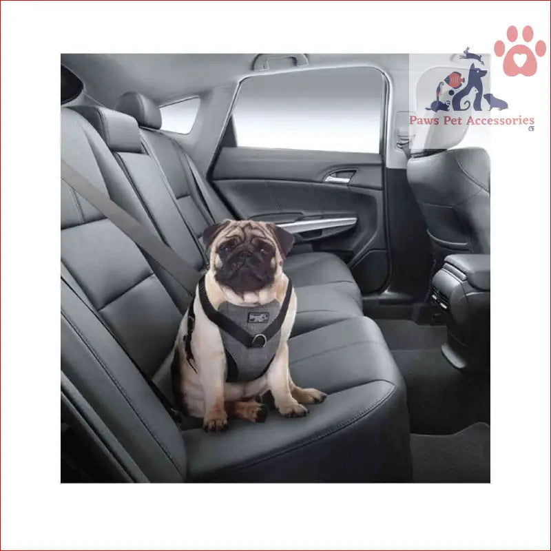 Pug in a black dog harness on car back seat for travel rides and leash seat belt