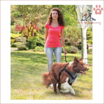 Brown and white dog in a harness for car travel rides and walks with a leash seat belt