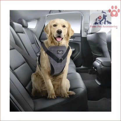 Golden Retriever in a dog harness for car travel rides and walks with leash seat belt