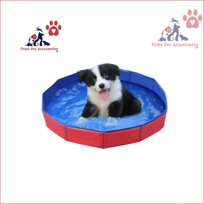 Border Collie puppy enjoying a Collapsible Outdoor Bathing Pool in vibrant colors