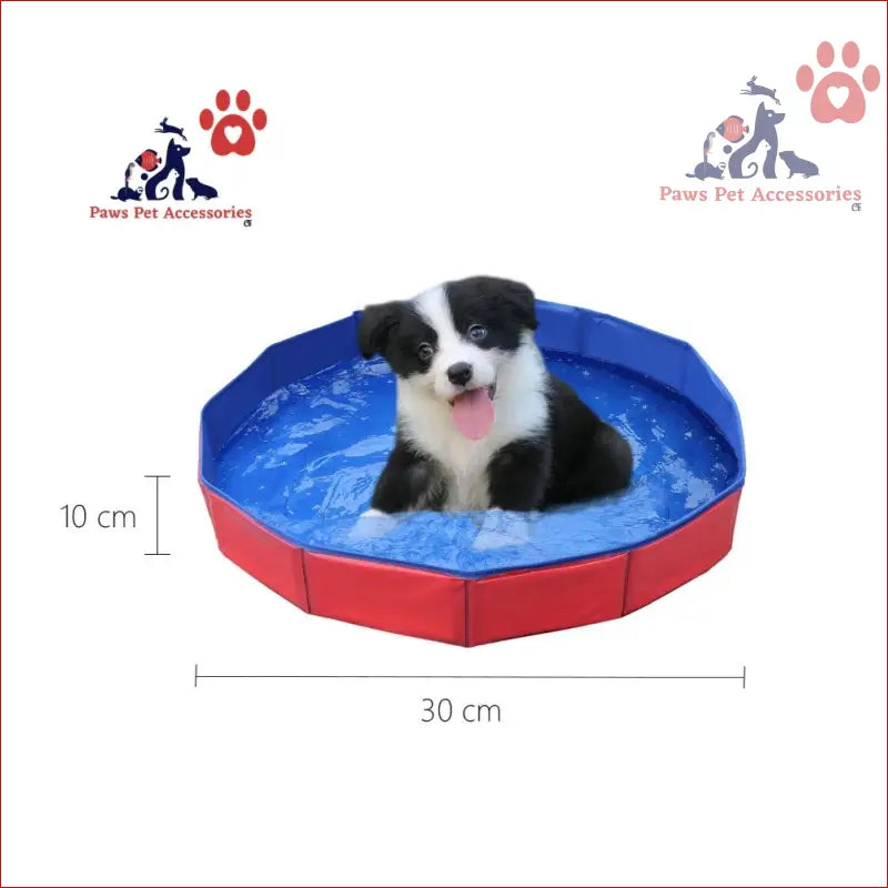 Cute black and white puppy chilling in a collapsible outdoor bathing pool