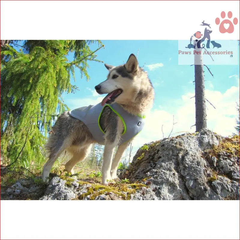 Husky dog in a cooling vest neon yellow standing on rocky terrain