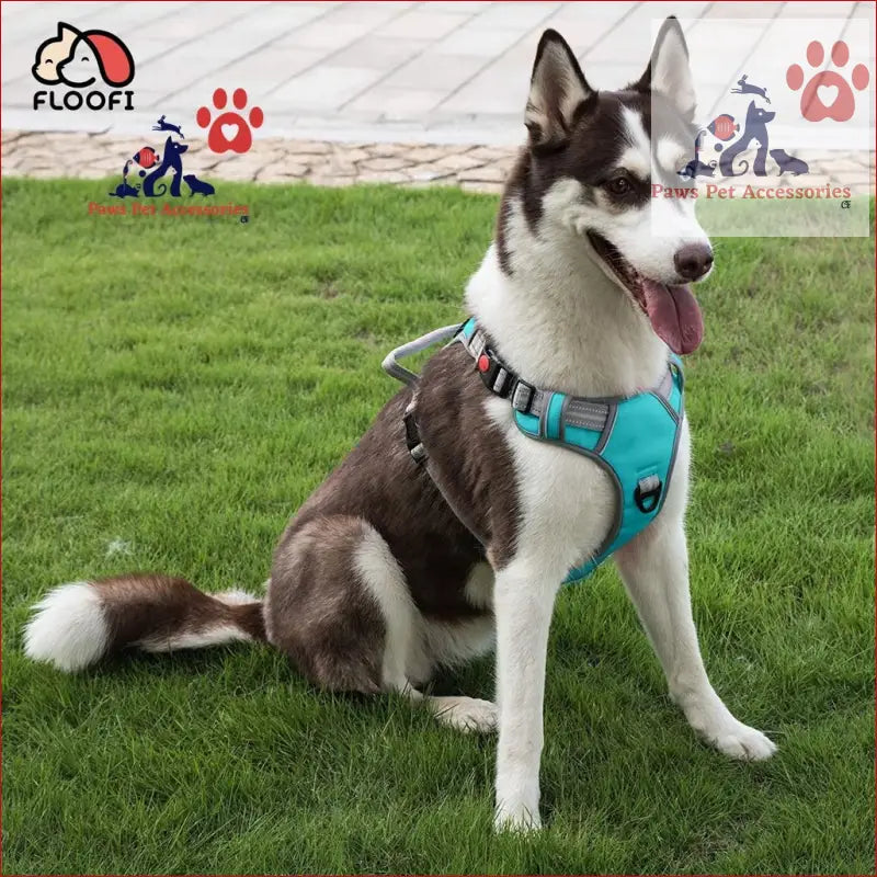 Husky in a turquoise Floofi Dog Harness sitting on grass ready for adventure