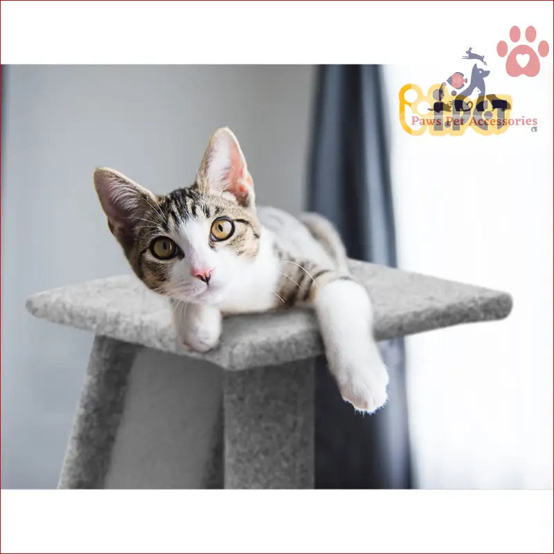 White and tabby cat lounging on i.Pet Cat Tree 82cm Scratching Post and Scratcher Condo