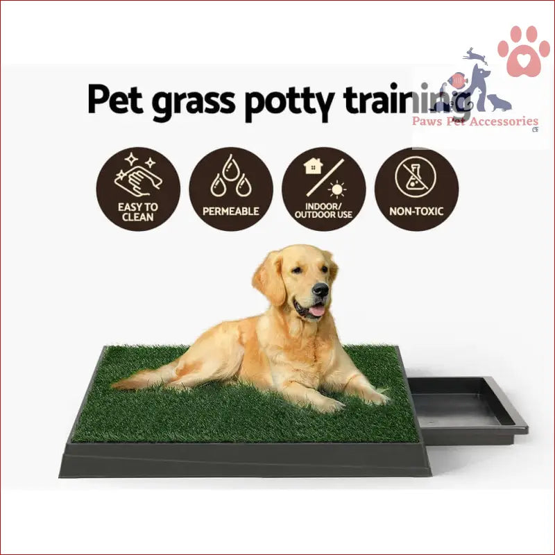 Golden Retriever using i.Pet pet training pad dog potty toilet large portable with grass