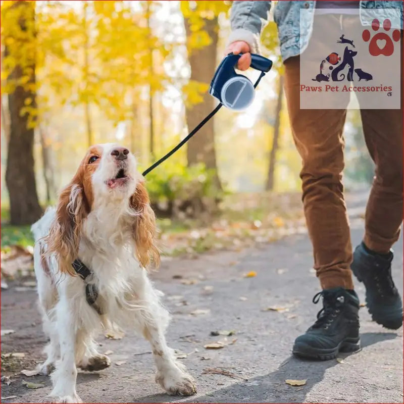 Cavalier King Charles Spaniel on a leash using the multifunctional retractable leash