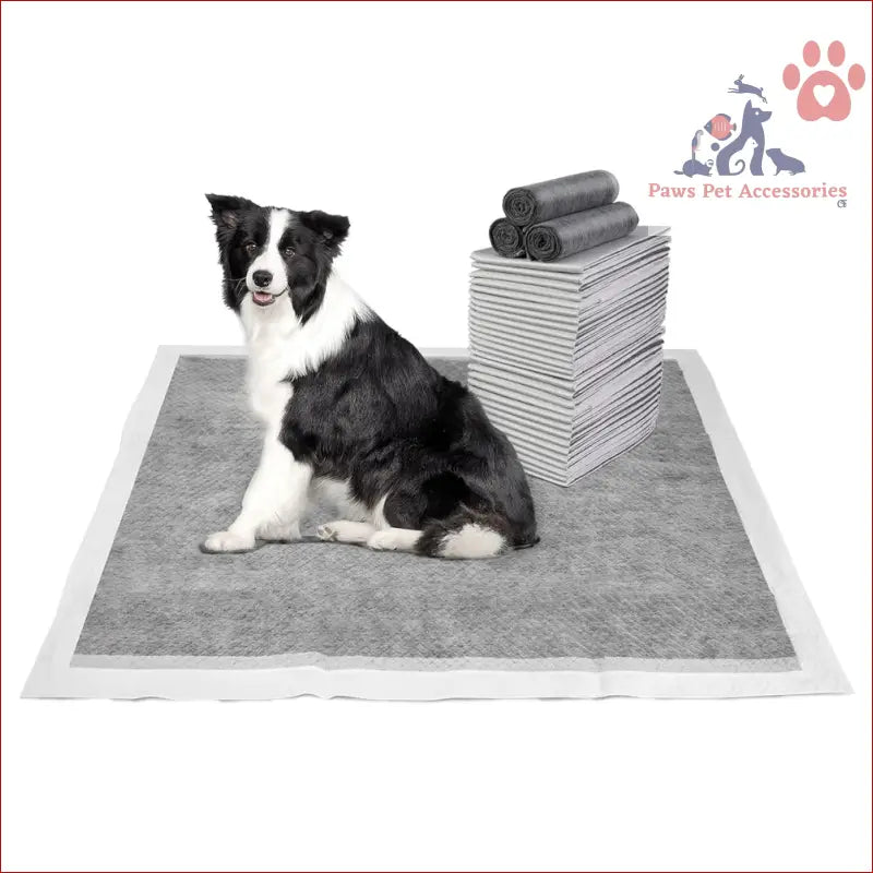 Border Collie on PETSWOL pack disposable dog training pads for easy clean-up