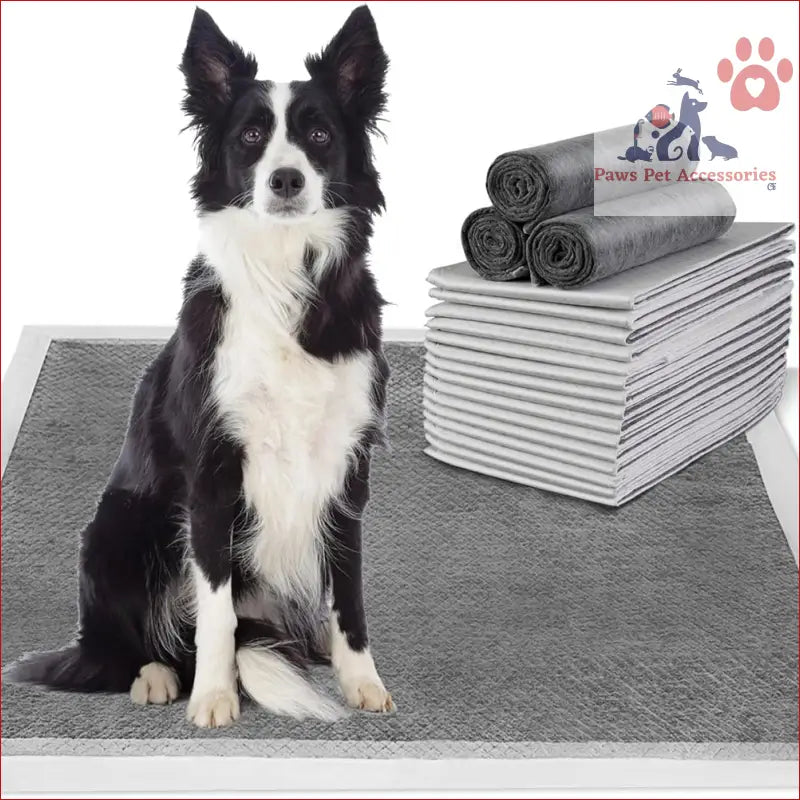 Black and white Border Collie sitting upright on PETSWOL disposable dog training pads