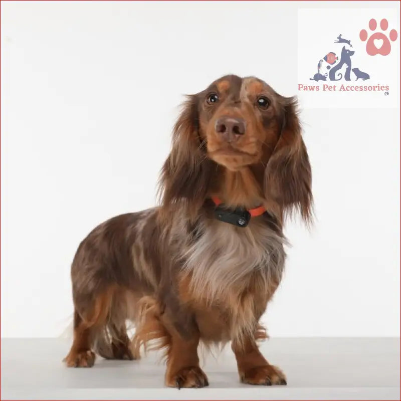 Long-haired Dachshund in a collar with a Tickless Mini Electronic Tick Repeller