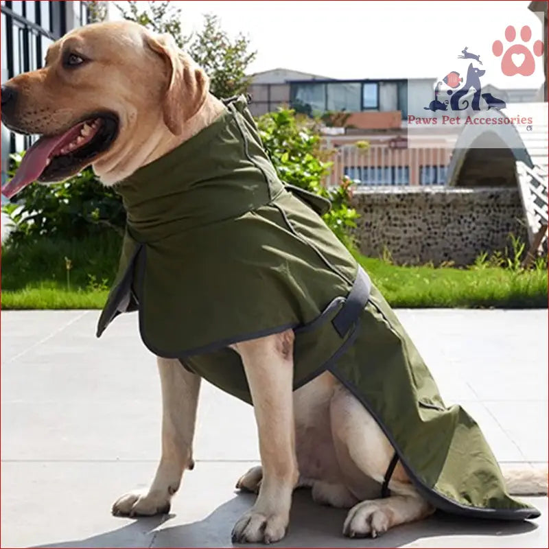 Yellow Labrador in warm thickened reflective coat, perfect for winter adventures