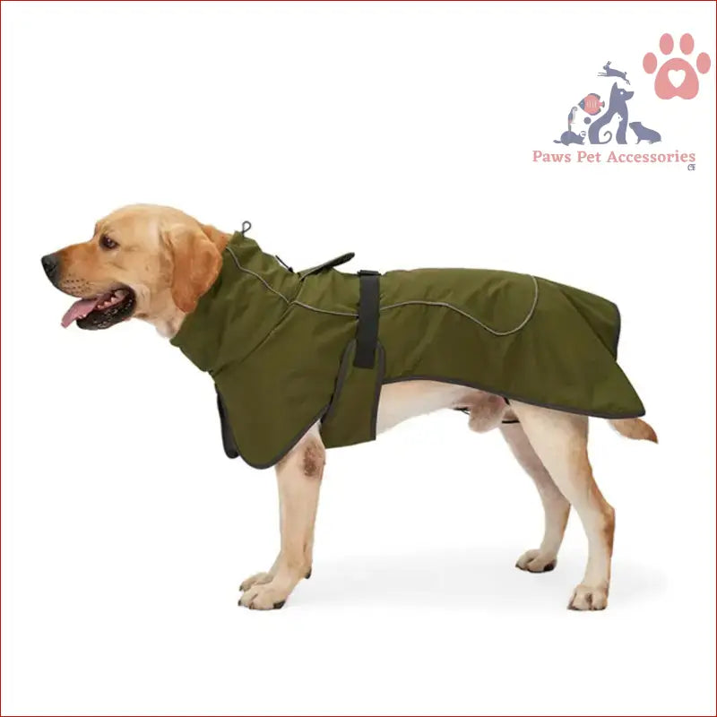 Yellow Labrador in a warm thickened reflective winter pet coat for chilly days