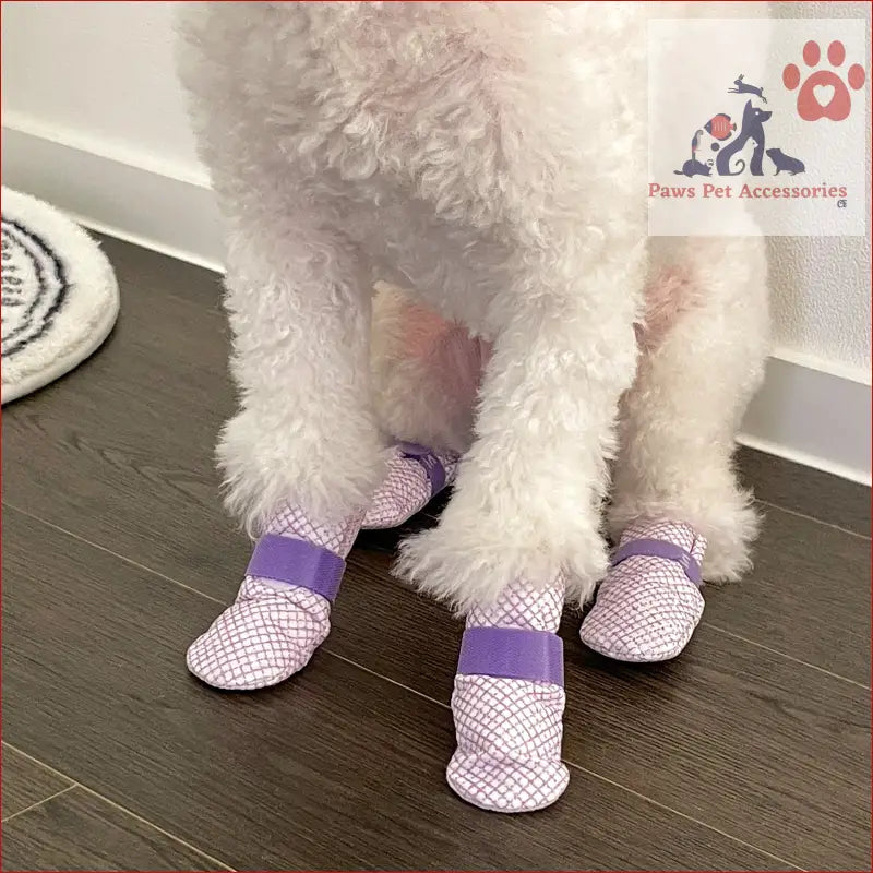 White dog in purple and white checkered booties from waterproof disposable boots collection