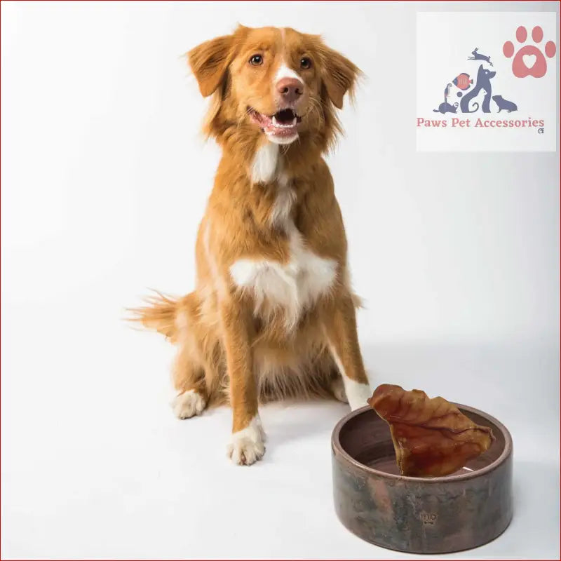 Nova Scotia Duck Tolling Retriever by dog bowl with 10x Dog Treat Large Pig Ears