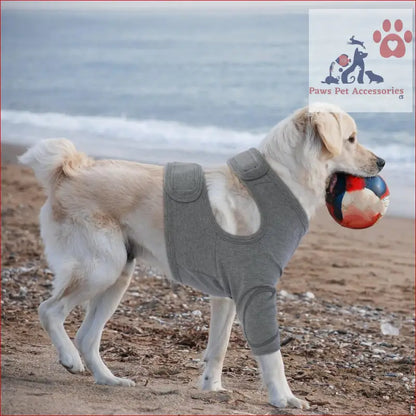 White dog in gray shorts with a ball, using leg protective sleeve to prevent licking