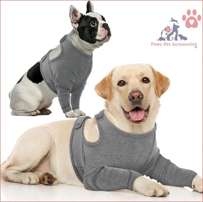 Two dogs in matching gray sweaters with leg protective sleeves to prevent licking