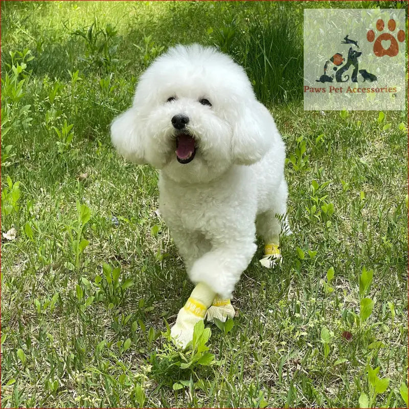 Fluffy Bichon Frise in yellow waterproof disposable boots for stylish paw protection