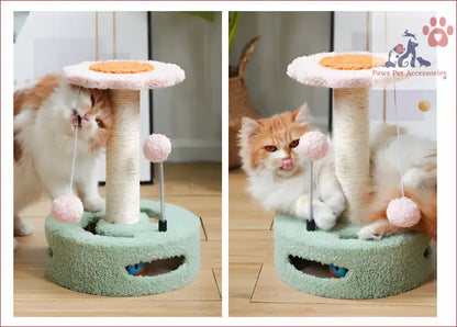 Fluffy orange and white cat enjoys the interactive cat scratching post with playful ball toys