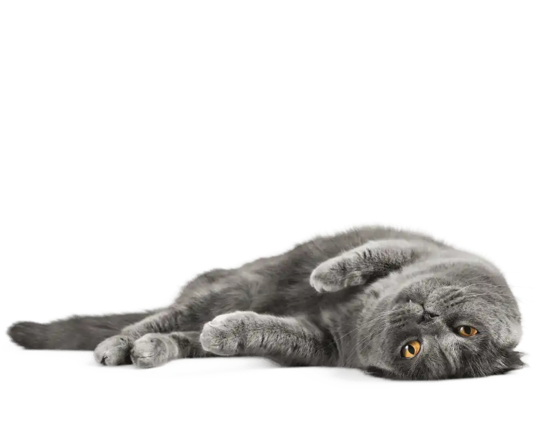 Gray Scottish Fold cat lying on its side with bright yellow eyes.