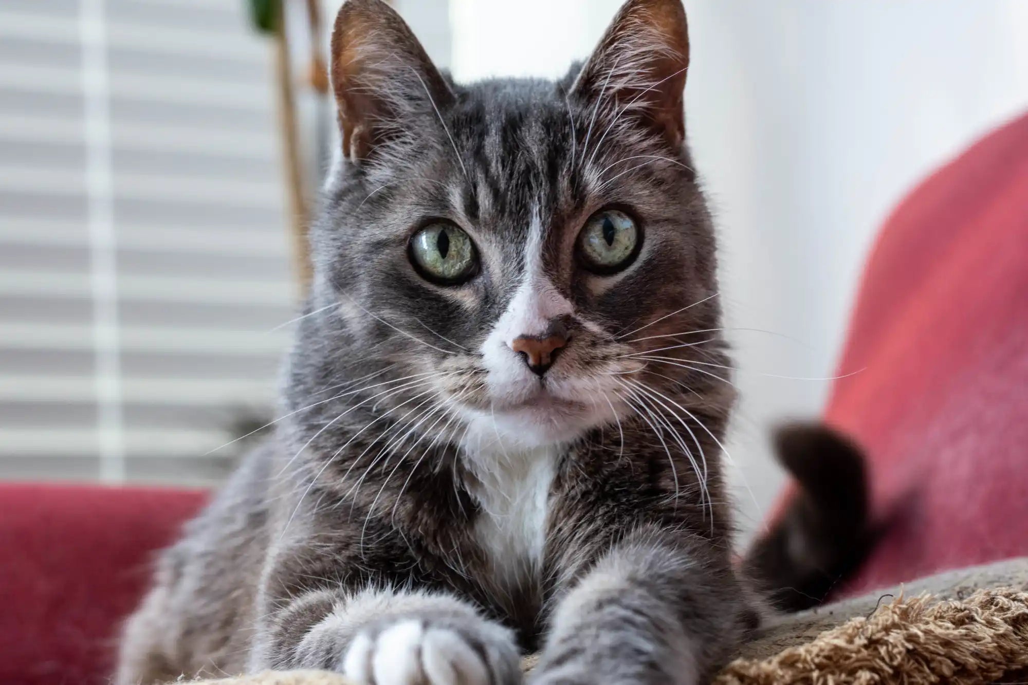 Gray and white cat with striking green eyes