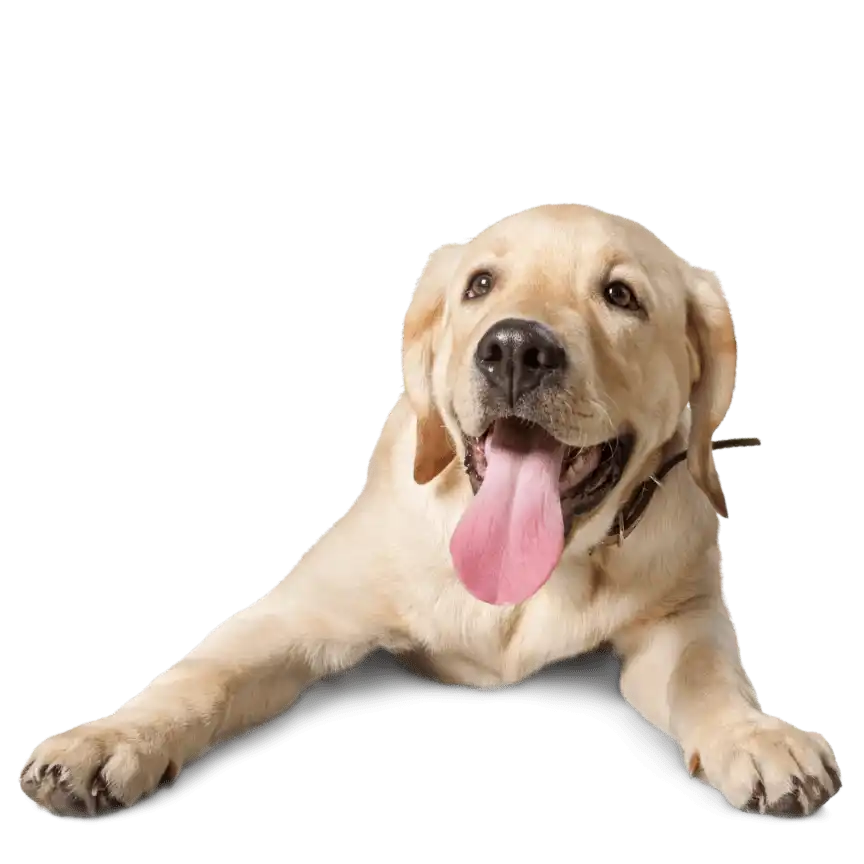 Happy yellow Labrador Retriever with tongue sticking out.