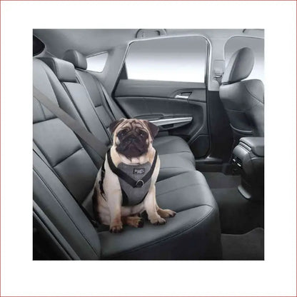 L Dog Harness 2 in 1 Combo - Car Travel Rides + Walks - no Pull Leash Seat Belt - Pet Care > Supplies Collars Leads &