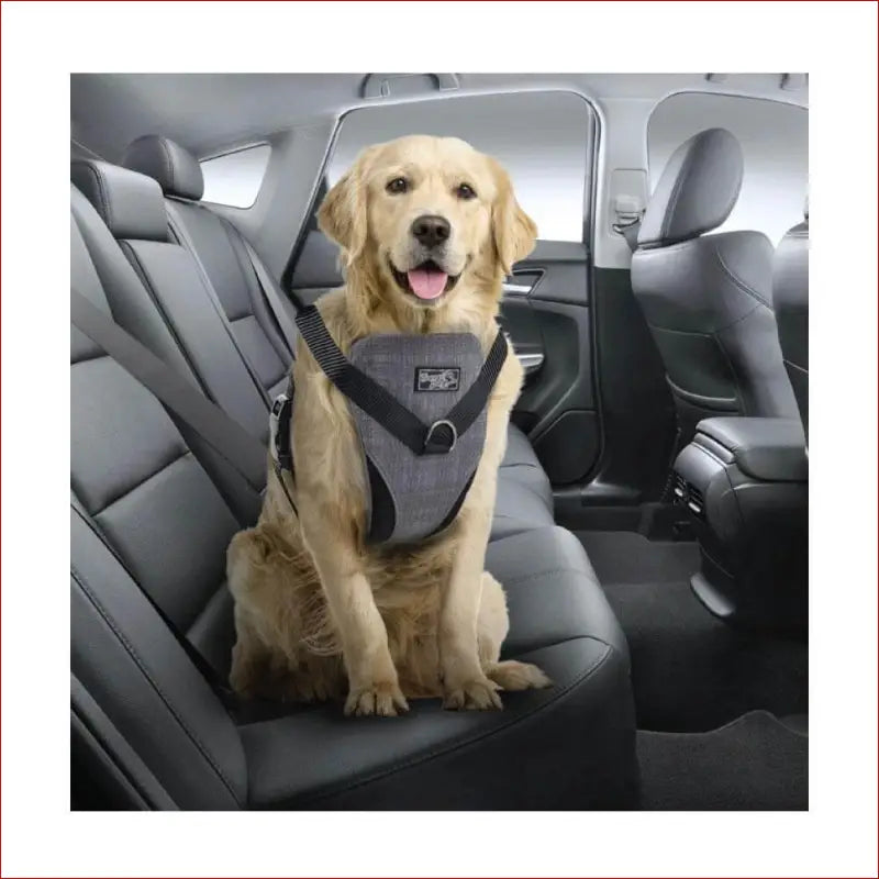 L Dog Harness 2 in 1 Combo - Car Travel Rides + Walks - no Pull Leash Seat Belt - Pet Care > Supplies Collars Leads &