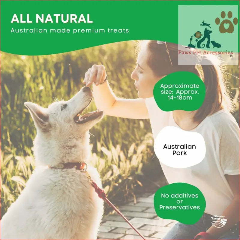 White dog happily munching on a 25x Dog Treat - Large Pig Ears Dehydrated Australian Healthy