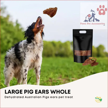 Black and white spotted dog catching large pig ears from 25x dog treat pack in mid-air