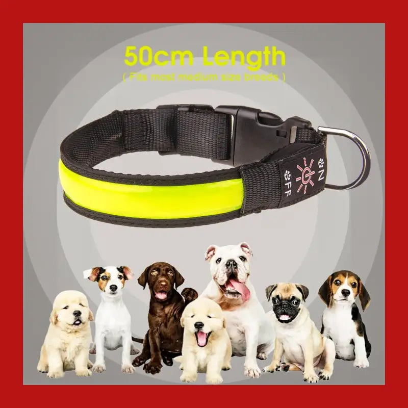 Led Dog Cat Collar Usb Rechargeable Nylon Glow Flashing Light Up Safety Puppy - > Collars & Leads 4