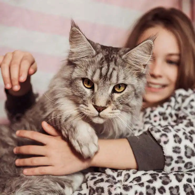 Majestic grey Maine Coon cat with striking yellow eyes and fluffy fur.