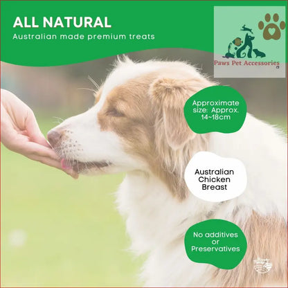 Red and white Australian Shepherd happily enjoying a chicken breast jerky treat